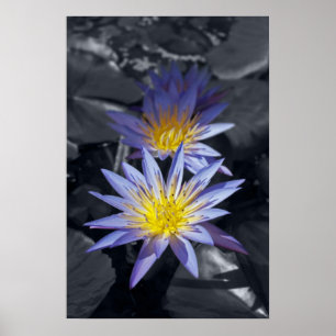 Póster Diseño Botánico Floral de Nenúfar Tropical