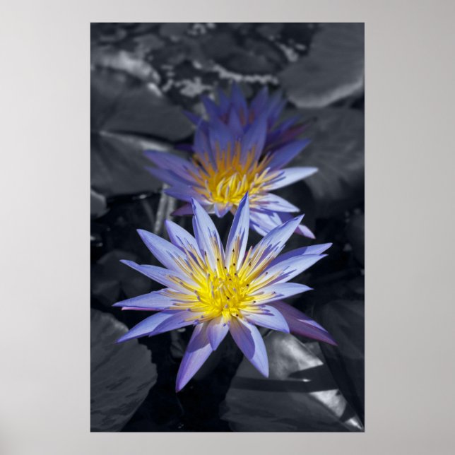 Póster Diseño Botánico Floral de Nenúfar Tropical (Frente)