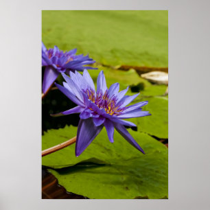 Póster Diseño Botánico Floral de Nenúfar Tropical