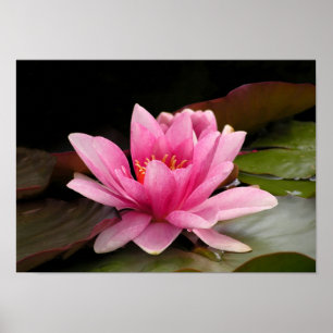 Póster Diseño Botánico Floral de Nenúfar Tropical