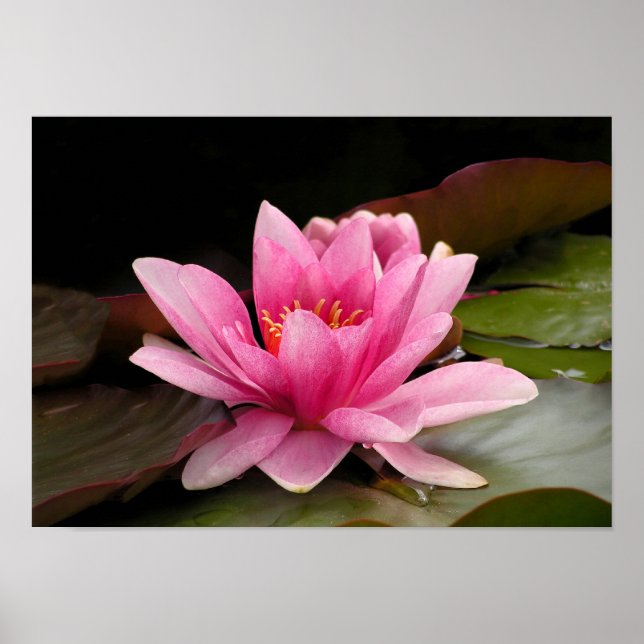 Póster Diseño Botánico Floral de Nenúfar Tropical (Frente)