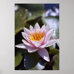Póster Diseño Botánico Floral de Nenúfar Tropical