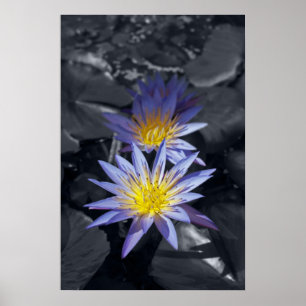 Póster Diseño Botánico Floral de Nenúfar Tropical