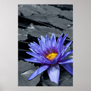 Póster Diseño Botánico Floral de Nenúfar Tropical