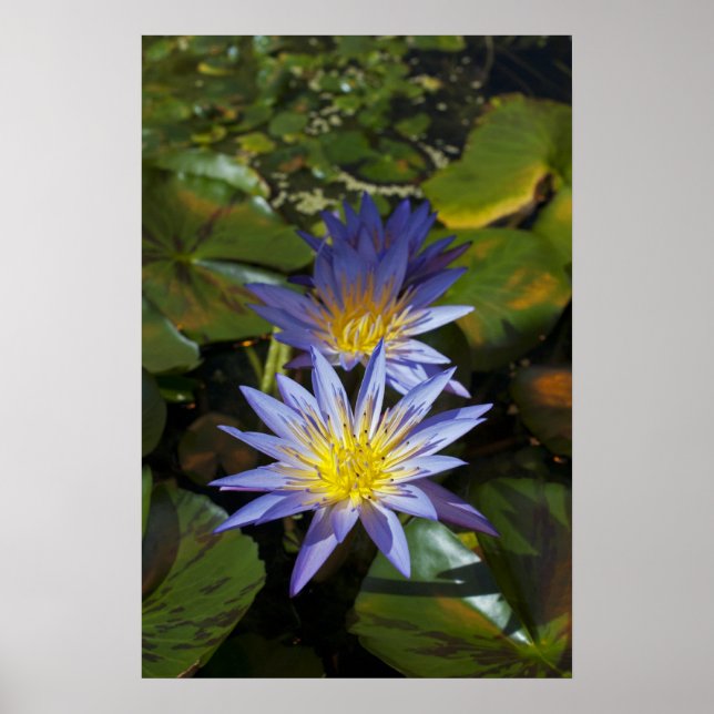 Póster Diseño Botánico Floral de Nenúfar Tropical (Frente)