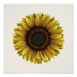 Póster Diseño de arte botánico Vivid Sunflower