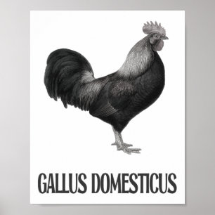 Póster Diseño de aves de corral de pollo _1