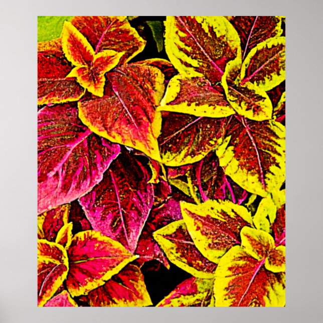 Póster Diseño de Burst de Hoja de Coleus (Frente)