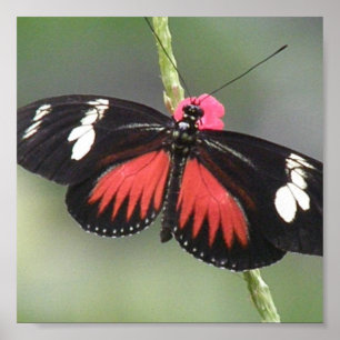 Póster Diseño de fotos de mariposa