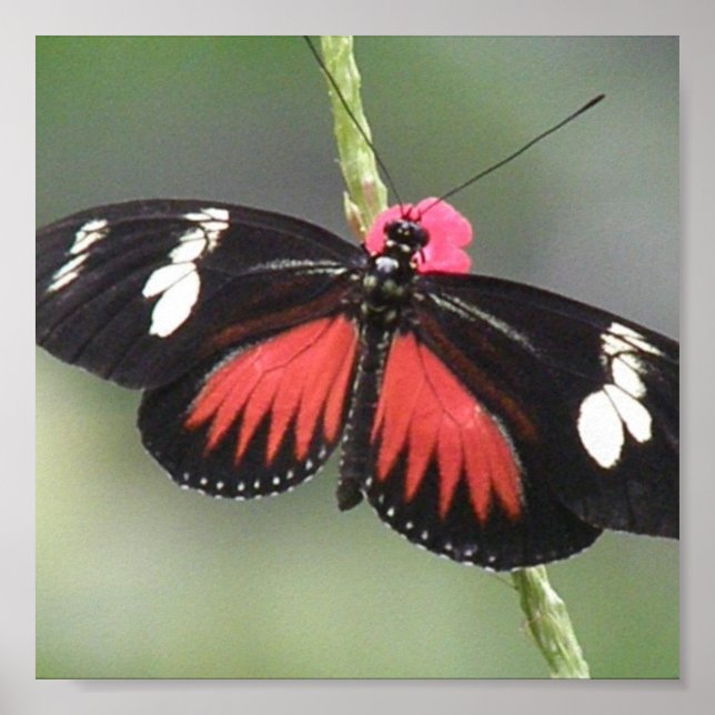 Póster Diseño de fotos de mariposa (Frente)