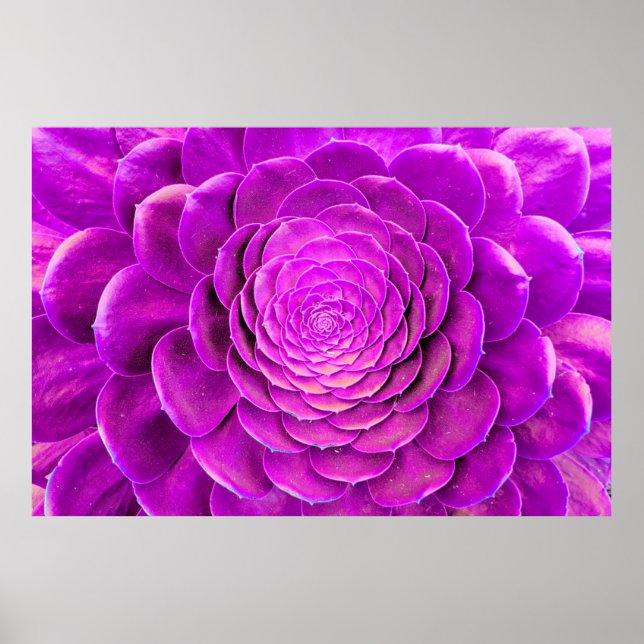 Póster Diseño de la flor de Cactus (Frente)