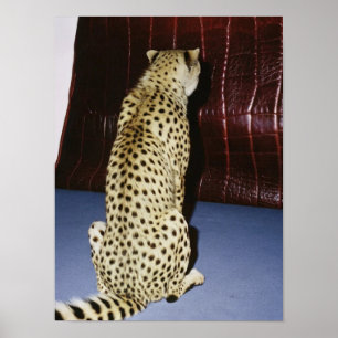 Póster Diseño de leopardo