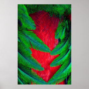 Póster diseño de pluma de Quetzal resplandeciente