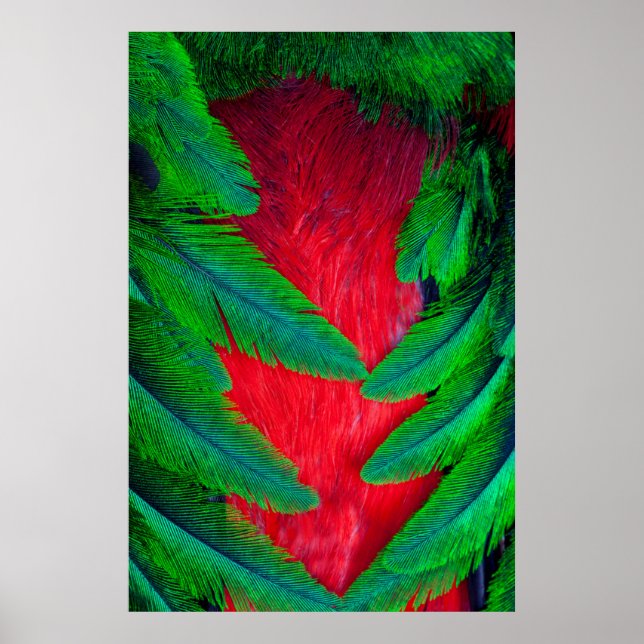 Póster diseño de pluma de Quetzal resplandeciente (Frente)