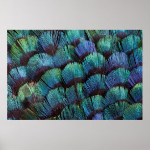 Póster Diseño de plumas de faisán azul-verde