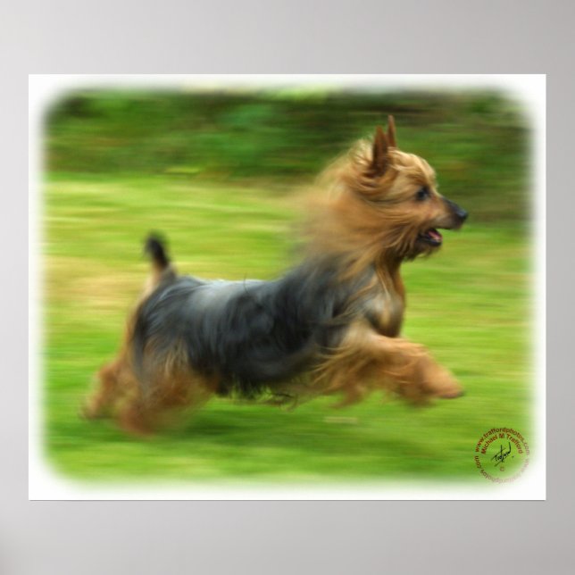 Póster Diseño de Silky Terrier Australiano (Frente)