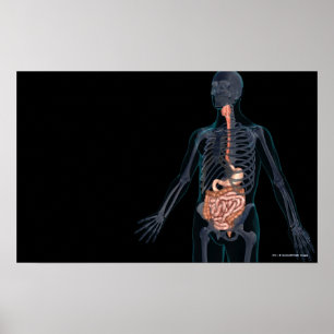 Póster Diseño del sistema digestivo humano