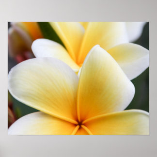 Póster Diseño floral frangipani de flor de Plumeria amari
