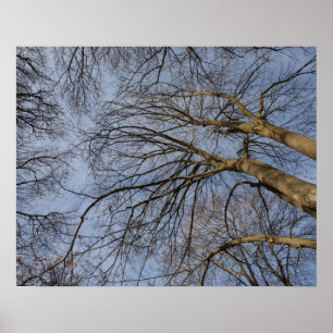 Póster Diseño/patrón del tronco del árbol. Pioineer Park,