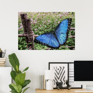 Póster Diseño rústico de mariposa morfa azul