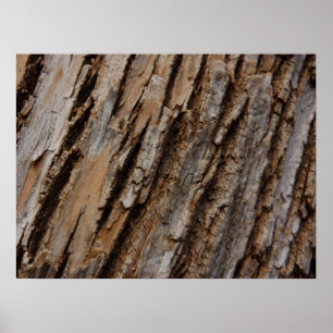 Póster Diseño Texturizado Abstracto Natural de Corteza de