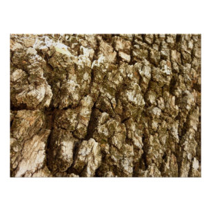 Póster Diseño Texturizado Natural de Corteza de Árbol II