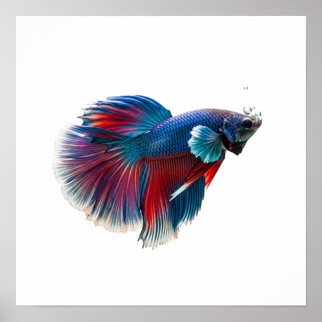 Póster Diseño vibrante de peces de natación (Frente)