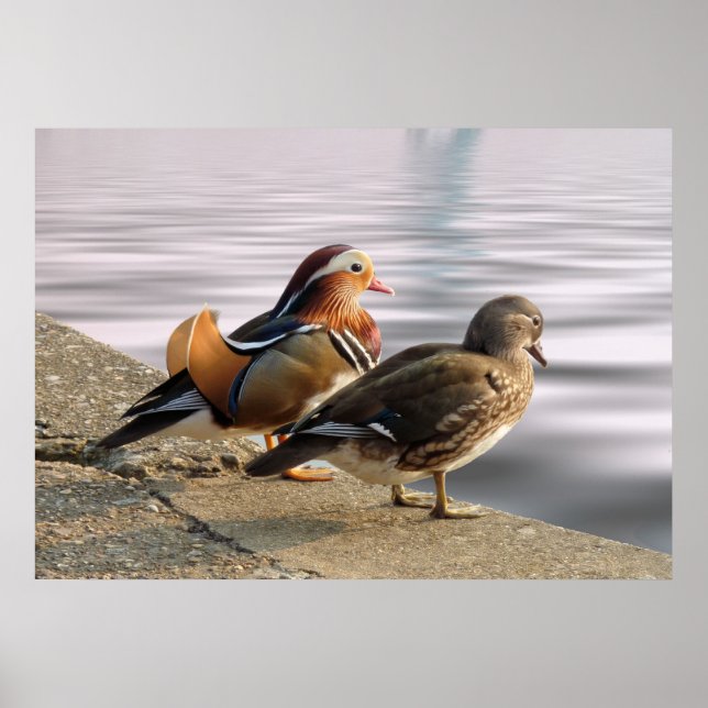 Póster ¡Disfrutando de una velada tranquila! (Frente)