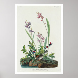 Póster Disparo de campo por Poster Audubon