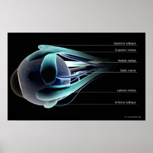 Póster Disposición de todos los músculos en el ojo humano