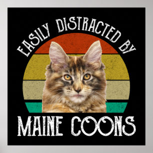 Póster Distraído Fácilmente Por Maine Coons