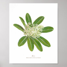 Póster Dita (Alstonia estudiaris) Poster de florecimiento