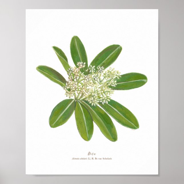 Póster Dita (Alstonia estudiaris) Poster de florecimiento (Frente)