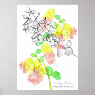 Póster Dittany Of Crete Origanum dictamnus Botanical