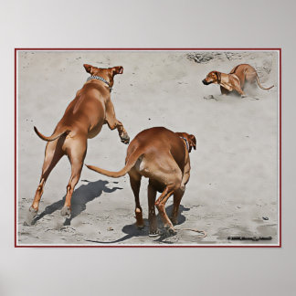 Póster Diversión de Ridgebacks en la playa - Personalizad
