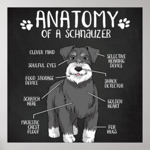 Póster Divertida Anatomía De Regalos De Un Schnauzer