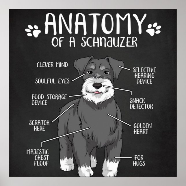 Póster Divertida Anatomía De Regalos De Un Schnauzer (Frente)