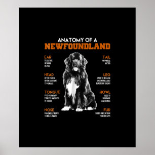 Póster Divertida Anatomía De Un Perro De Terranova