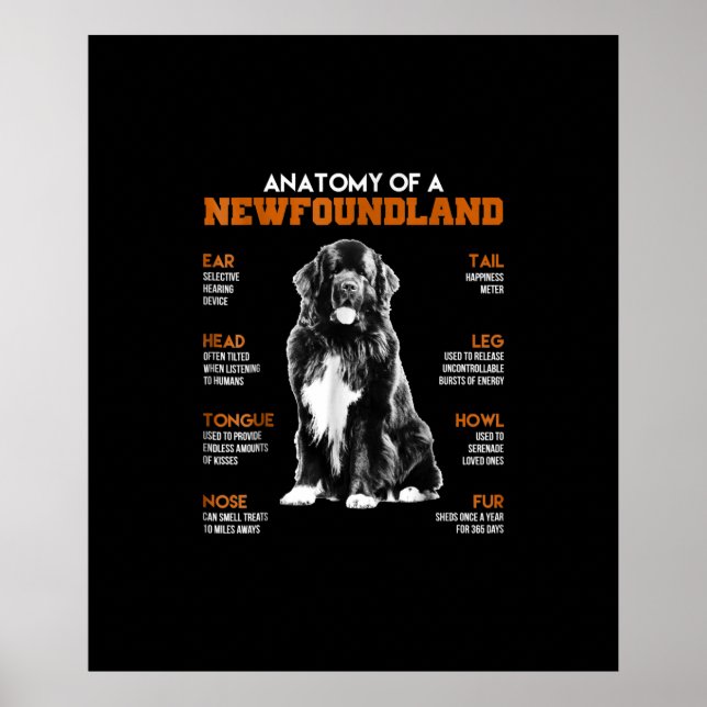 Póster Divertida Anatomía De Un Perro De Terranova (Frente)