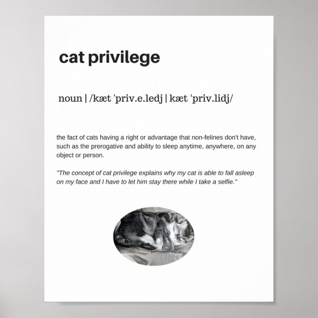 Póster Divertido gato privilegio sueño selfie poster matt (Frente)