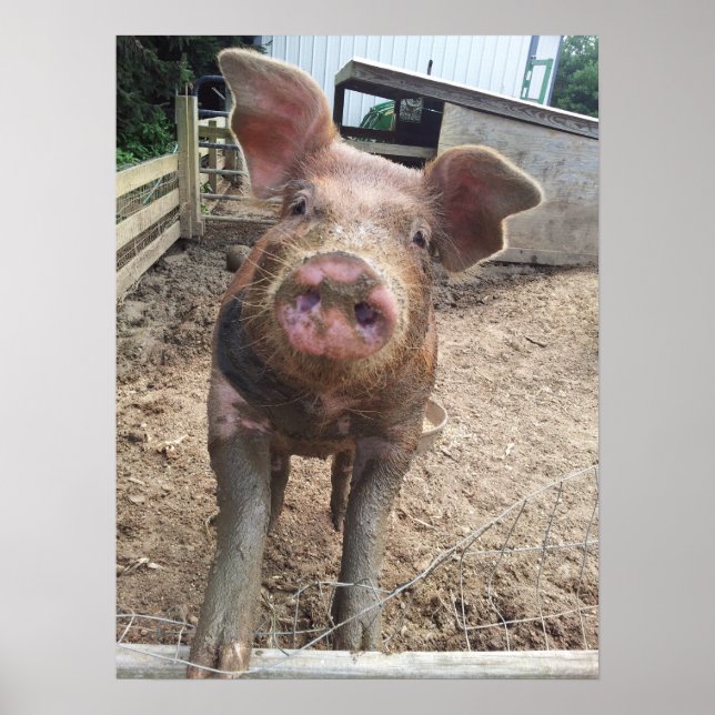 Póster Divertido Poster de Cerdo Muddy (Frente)