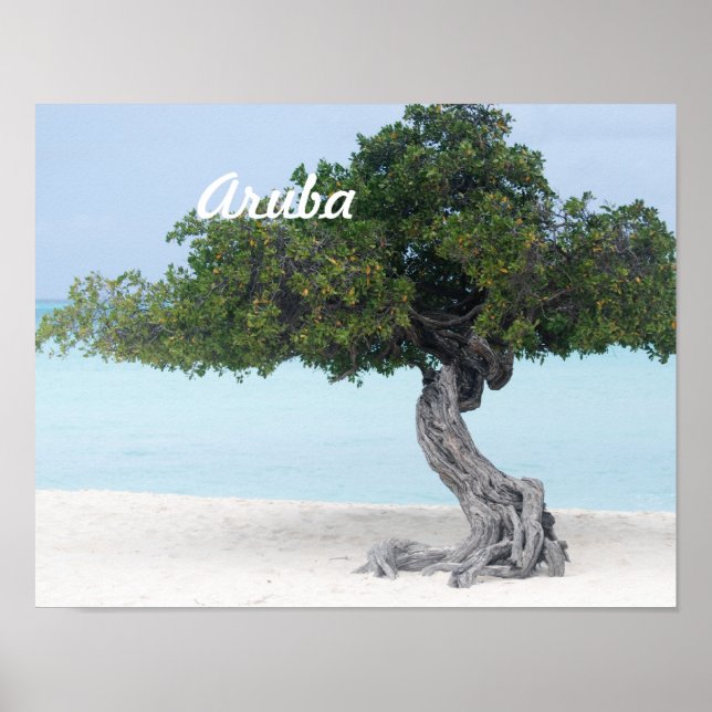 Póster Divi Divi Tree (Frente)