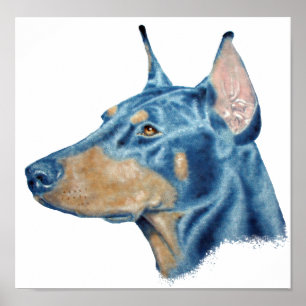 Póster Doberman