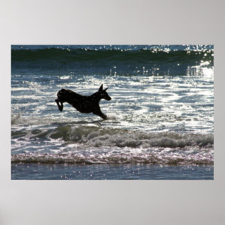 Póster Doberman - Negro - Salto oceánico