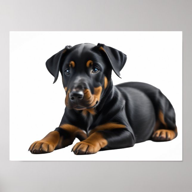 Póster Doberman Pincer Puppy (Frente)
