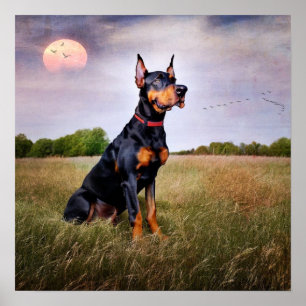 Póster Doberman Pinscher
