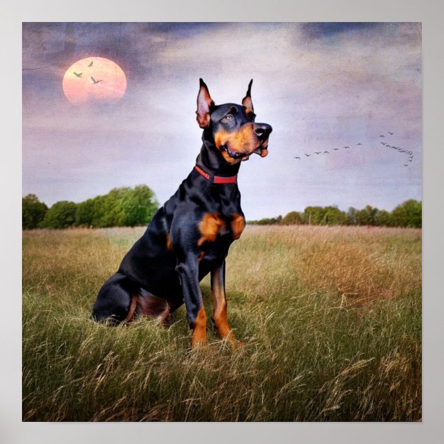 Póster Doberman Pinscher (Frente)