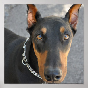 Póster Doberman Pinscher Dog Print