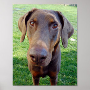 Póster Doberman rojo