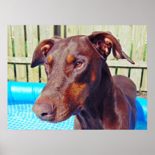 Póster Doberman rojo hermoso
